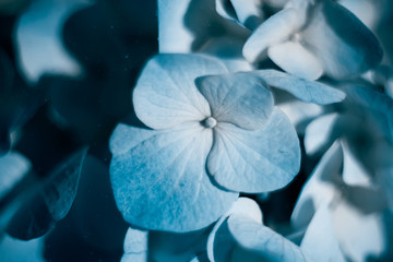 Blue beautiful flowers close up. Hydrangea macro