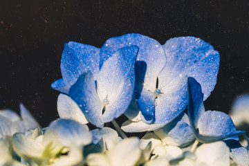 Blue beautiful hydrangea flowers in the rain close-up