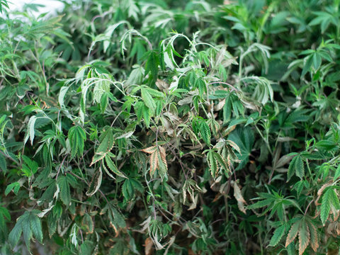 Diseased Marijuana Plant Leaves