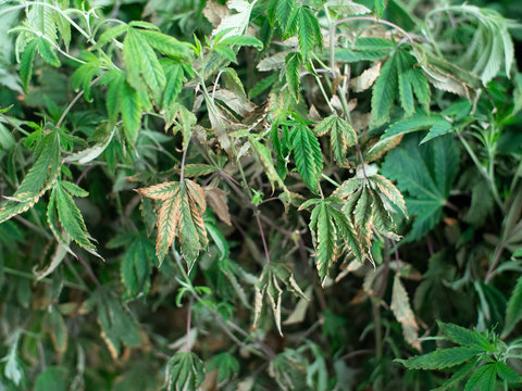 Dying Cannabis Plants Close Up