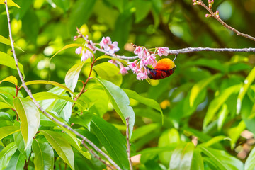A colorful tiny Mrs.Gould's sunbird feed on a blooming Wild Himalayan Cherry flower