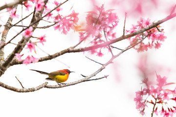 A colorful tiny Mrs.Gould's sunbird perch on Wild Himalayan Cherry branch