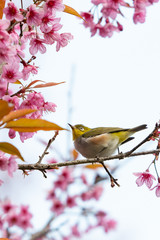 Chestnut-flanked White-eye perch on Wild Himalayan Cherry branch