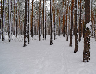 Fabulous pine winter forest. Nature, landscape.
