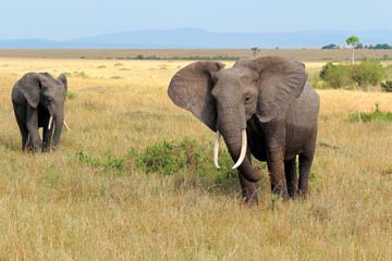 Obraz premium African elephants (Loxodonta africana) in natural habitat, Masai Mara National Reserve, Kenya.