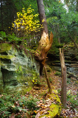 Healthy vegetation on rocks of Ritchie Ledges in northern Ohio.