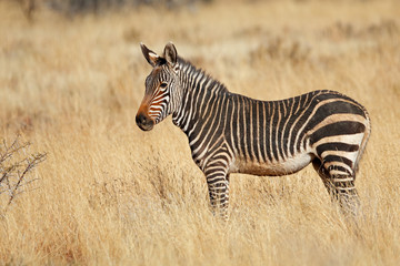 Cape mountain zebra (Equus zebra) in natural habitat, Mountain Zebra National Park, South Africa.