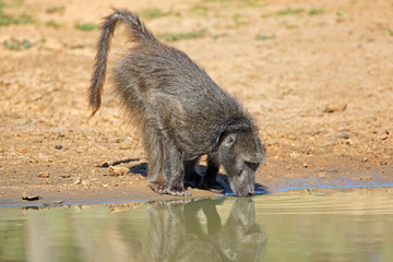Chacma baboon (Papio ursinus) drinking water, Mkuze game reserve, South Africa.