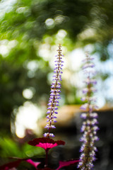 Small flower by mannual lens.