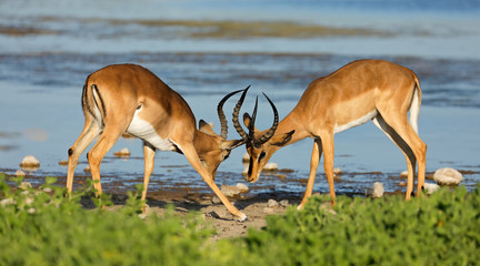 Two male impala antelopes (Aepyceros melampus) fighting, Etosha National Park, Namibia.