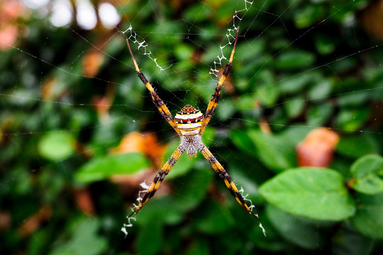 Spider in nture