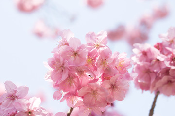 Fototapeta na wymiar 桜の花、クローズアップ、春バックグラウンド