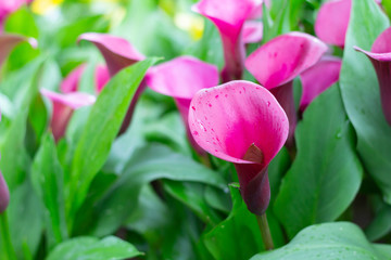 Colorful calla lily flowers meadow Spring nature background for graphic and card design