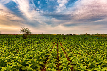 Tobacco fields of Thai farmers with beautiful sky background in Asia