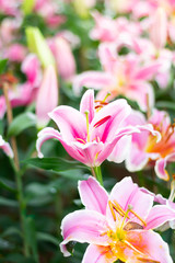 Colorful lily flowers meadow Spring nature background for graphic and card design