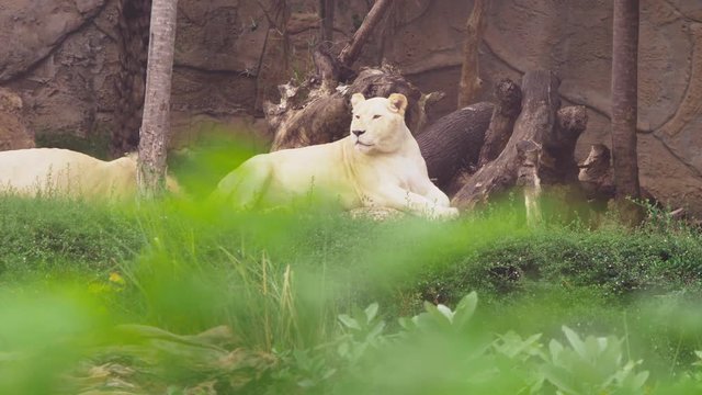 pregnant female white lion.The white lions are a colour mutation of the Transvaal lion , Panthera leo krugeri, also known as the Southeast African or Kalahari lion.