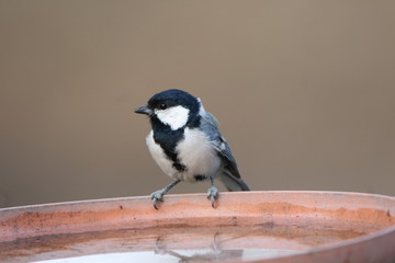 great tit on branch