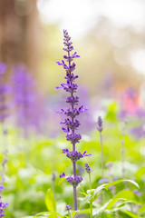 Colorful Blue Salvia flowers meadow Spring nature background for graphic and card design