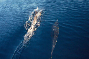 School / pod of common bottle nose dolphins in the Pacific ocean between Santa Barbara and the Channel Islands in California United States