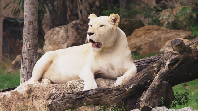 pregnant female white lion.The white lions are a colour mutation of the Transvaal lion , Panthera leo krugeri, also known as the Southeast African or Kalahari lion.