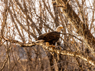 Bald Eagle in a Tree