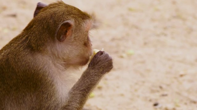 close-up. little monkey eating corn cob.