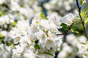 Apple blossom, spring flowers, macro of blossoming branch of fruit tree