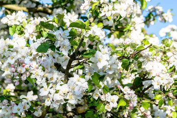 Fruit blossom, apple flowers, spring background