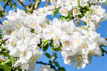Apple blossom, spring flowers, macro of blossoming branch on sky background