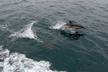 School / pod of common bottle nose dolphins in the Pacific ocean between Santa Barbara and the Channel Islands in California United States