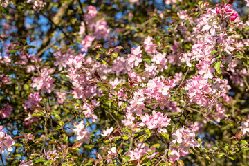 Fototapeta premium Cherry blossom, spring flower on pink blossoming branch with sakura flowers