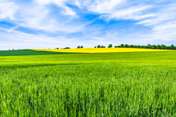 Green field, spring landscape with wheat on fields and trees on the sky horizon