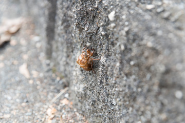 Cicada's crust of roadside