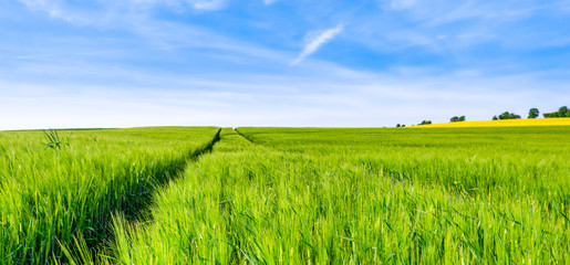 Naklejka na ściany i meble Green field, spring panorama with wheat on fields and sky