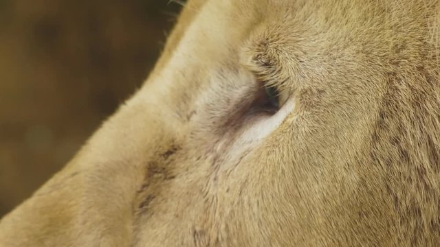 pregnant female white lion.The white lions are a colour mutation of the Transvaal lion , Panthera leo krugeri, also known as the Southeast African or Kalahari lion.
