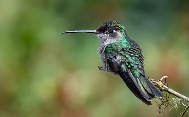 Hummingbird in Costa Rica 