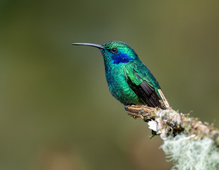 Fototapeta premium Hummingbird in Costa Rica 