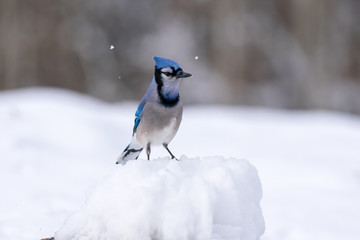 One Blue Jay Bird Perched on Snow with Snow Flakes