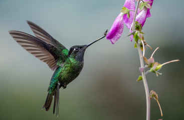 Fototapeta premium Hummingbird in Costa Rica 