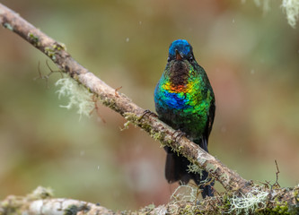 Obraz premium Fiery Throated Hummingbird in Costa Rica 