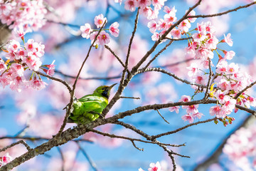 A colorful male Golden-fronted Leafbird perch on wild himalayan cherry branch with blue sky