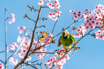 A colorful male Golden-fronted Leafbird perch on wild himalayan cherry branch with blue sky