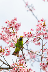 A colorful male Golden-fronted Leafbird perch on wild himalayan cherry branch