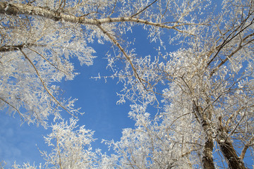 winter landscape, branches of trees in frost