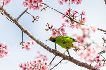 A colorful male Golden-fronted Leafbird perch on wild himalayan cherry branch