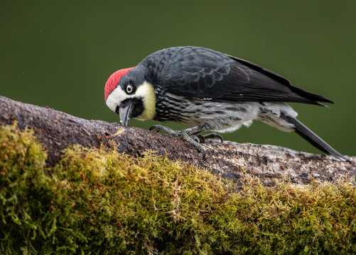 Acorn Woodpecker 