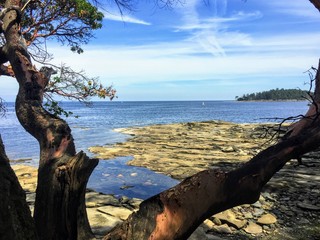 Beautiful views of the calm pacific ocean and the gulf islands while looking past an arbutus tree.  A great place to visit in British Columbia, Canada near Vancouver.