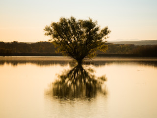 Tree Reflecting in the Lake