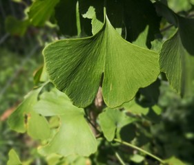 A ginkgo biloba leave