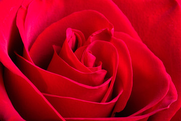 red rose macro photo of the petals of a Bud